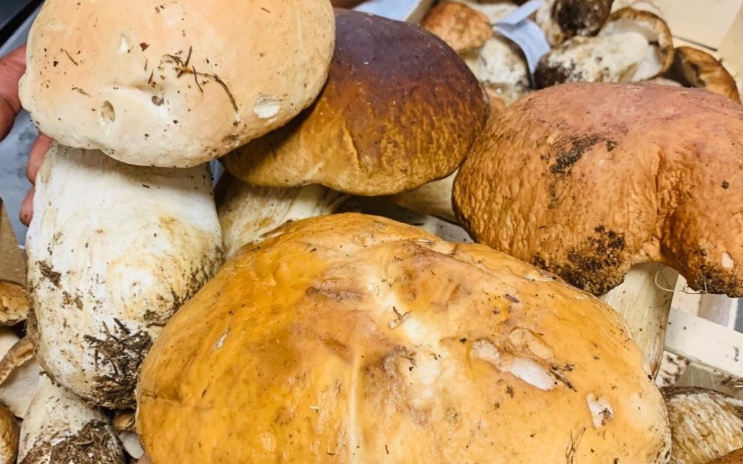 I Funghi, la tradizione del Porcino a tavola