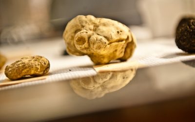 La stagione del Principe Bianco delle Langhe