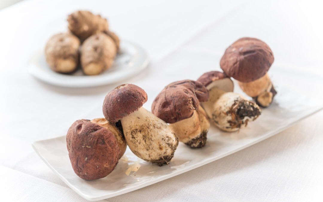 Sua Maestà il Porcino: il Re del Bosco tra Rito, Tradizione e Alta Cucina